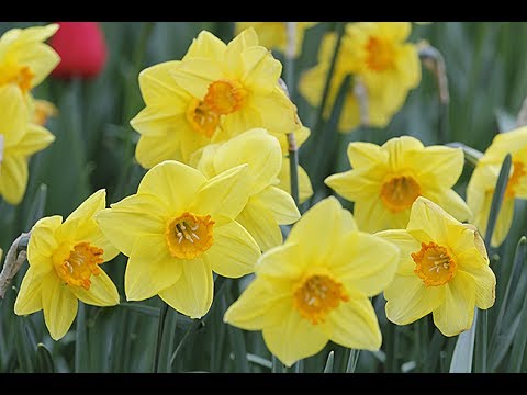 Vidéo: Les bulbes à fleurs qui plaisent aux abeilles : choisir des bulbes de printemps pour les pollinisateurs