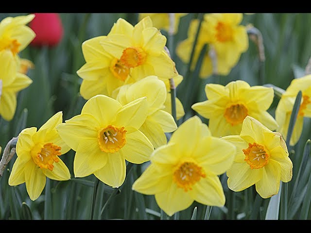 NARCISSE, LA FLEUR À BULBE DE PRINTEMPS INDISPENSABLE À TOUS LES JARDINS -  thptnganamst.edu.vn