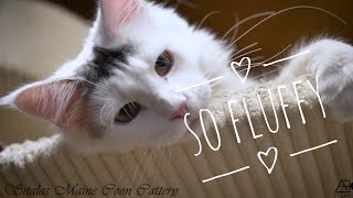 FLUFFY CATS / Sitalas Maine Coon Cattery by AE Films - André Eckhardt 598 views 4 years ago 2 minutes, 13 seconds
