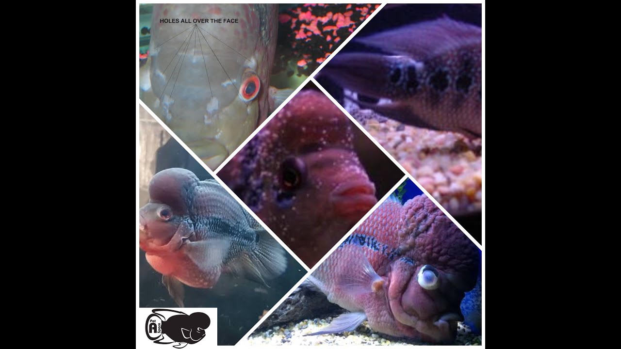 5 Common #Flowerhorn disease.
