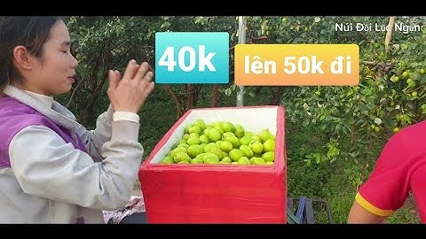 Táo Bắc Giang Lên Hơn 40k l Núi Đồi Lục Ngạn