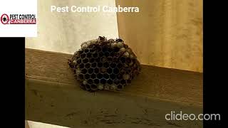 Possum Control Canberra | Pest Control Canberra | Pest Control in Canberra