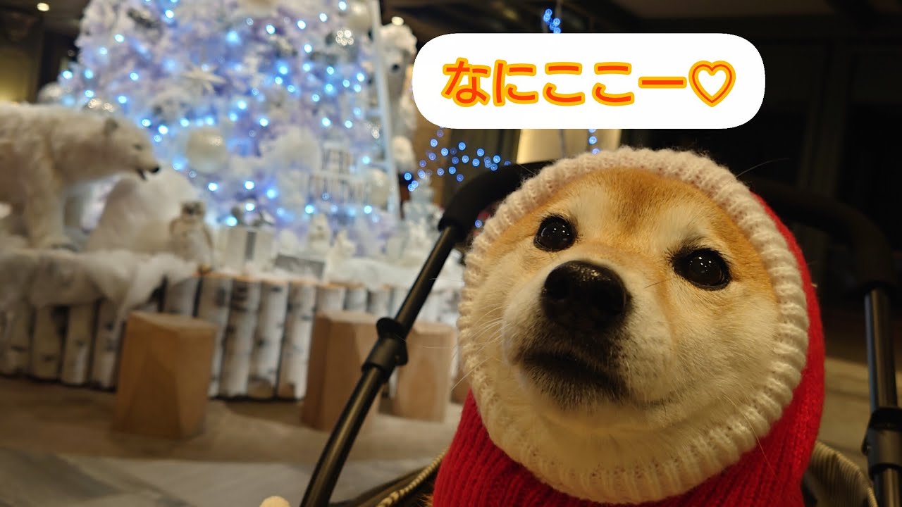 【柴犬はじめての地へ♡】OMO7旭川/2025年12月　#30