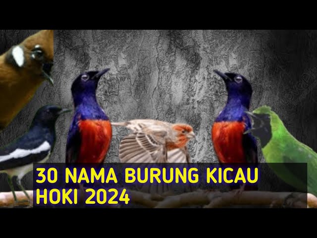 WOW!! 30 Nama Burung Kicau Bisa Membawa Hoki 2024 class=