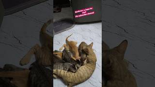 🐱Khwabon Me Billi Dekhne Ka Kya Matlab Hota Hai?Amazing Cat Facts #Shorts#shortsfeed#viral#cat#facts
