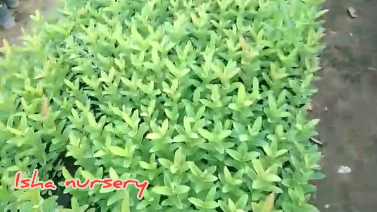 Isha plant nursery Coimbatore/plant nursery Coimbatore india /seed