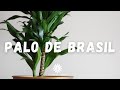 Todo Lo Que Debes Saber Del PALO DE BRASIL/ Planta De Interior Fácil De Cuidar 🪴🌿