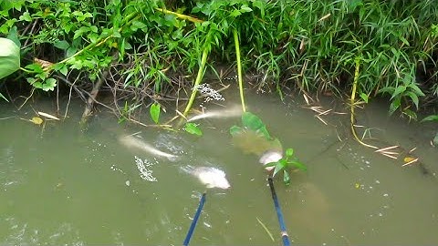 Xiệt Trúng Ổ Phi Khủng Cá Lóc Cá Trê Quá Nhiều Trúng Đậm | kích cá miền tây