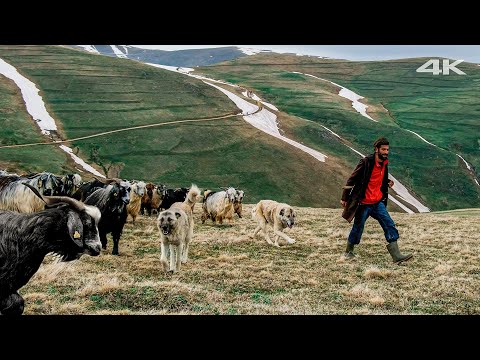 Yayladaki Keçiler ve Yaşlı Çoban Köpekleri  | Belgesel ▫️4K▫️