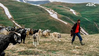Yayladaki Keçiler ve Yaşlı Çoban Köpekleri  | Belgesel ▫️4K▫️