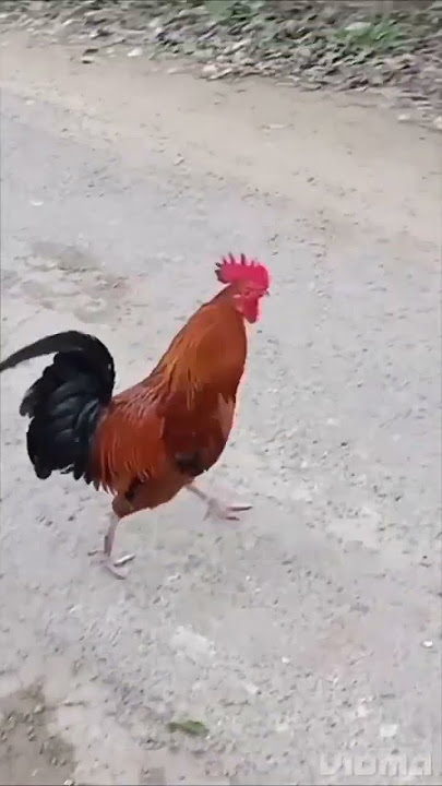 Hen voice