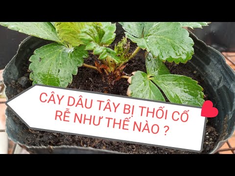 Video: Bệnh Hại Dâu Tây - Bệnh Mốc Sương Và Thối Nhũn