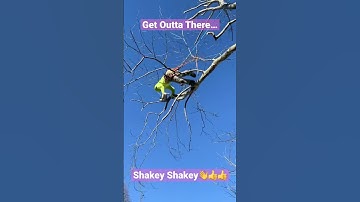 Shake it. Dont Break It. Large London Plains Tree Hard Trim