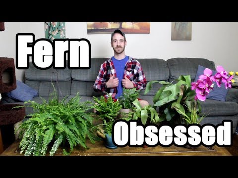 Video: Các triệu chứng của bệnh Staghorn Fern - Mẹo đối phó với bệnh Staghorn Ferns