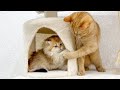 Kittens Ginger and Zlata became friends and have fun playing in the cat house