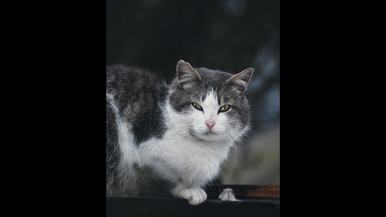 Do Cats Really Recognize Our Faces? 🐱👀