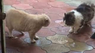 Жирные коты дерутся ржака Жирные коты дерутся ржака