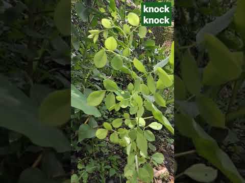 ვიდეო: Sissoo Tree Care - როგორ გავზარდოთ Sissoo Tree