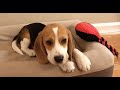 Cute beagle puppy 5 months to 5 years