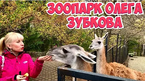 🔴ЛАСКОВЫЙ ЯГУАР 🔴ЧЕМ КОРМЯТ ШИМПАНЗЕ 🔴ЛАМА НА МЕНЯ ОБИДЕЛАСЬ.