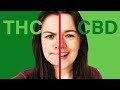 The Cannabis Chemical Rivalry // THC vs. CBD