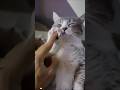 Cat with Rhythm