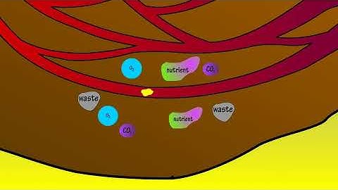 Capillaries Explanation