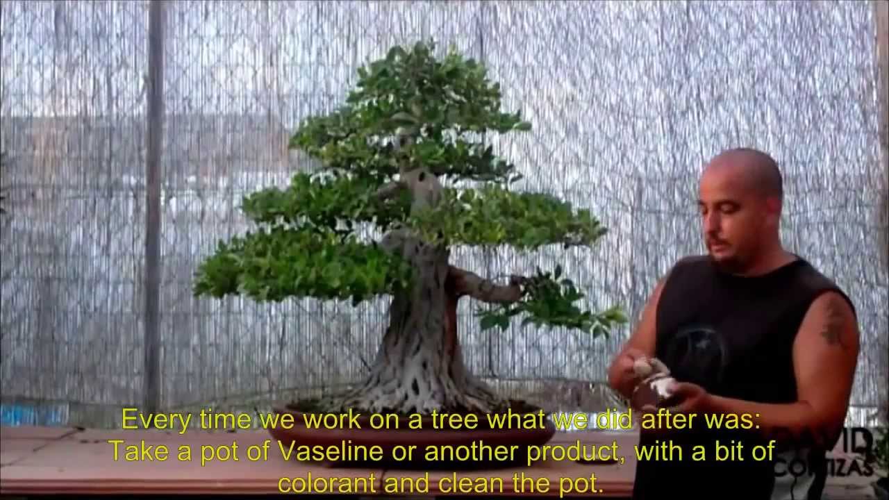 Grafting a thick branch on a ficus bonsai bosque de la armonia