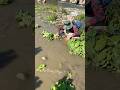 Tulog ang mga isda sa gilid ng bato #viralvideo #fishing #trending #shorts #amazing