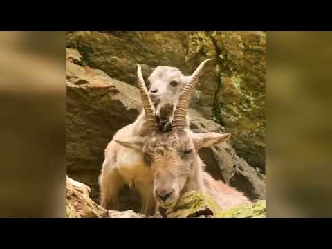 Красоты природы 21. Козы в природе. Beauties of nature 21. Goats in nature. #nature #goats #природа