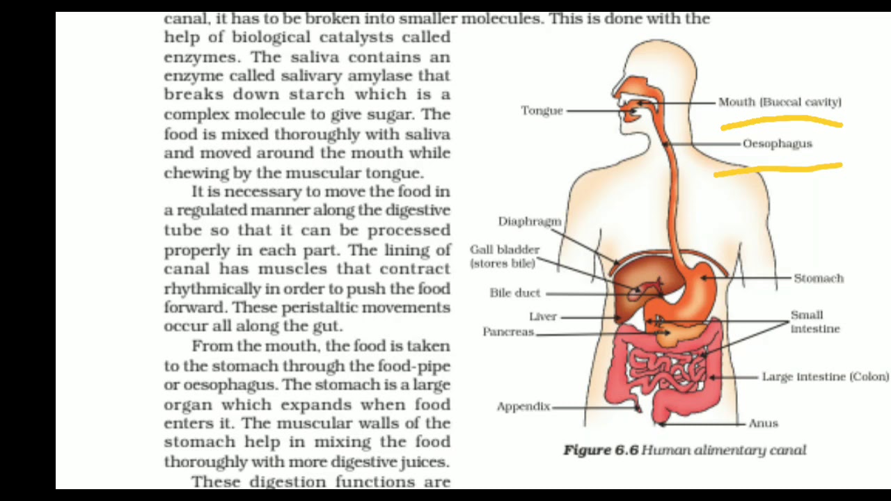 class 10 bio ch 1 assignment