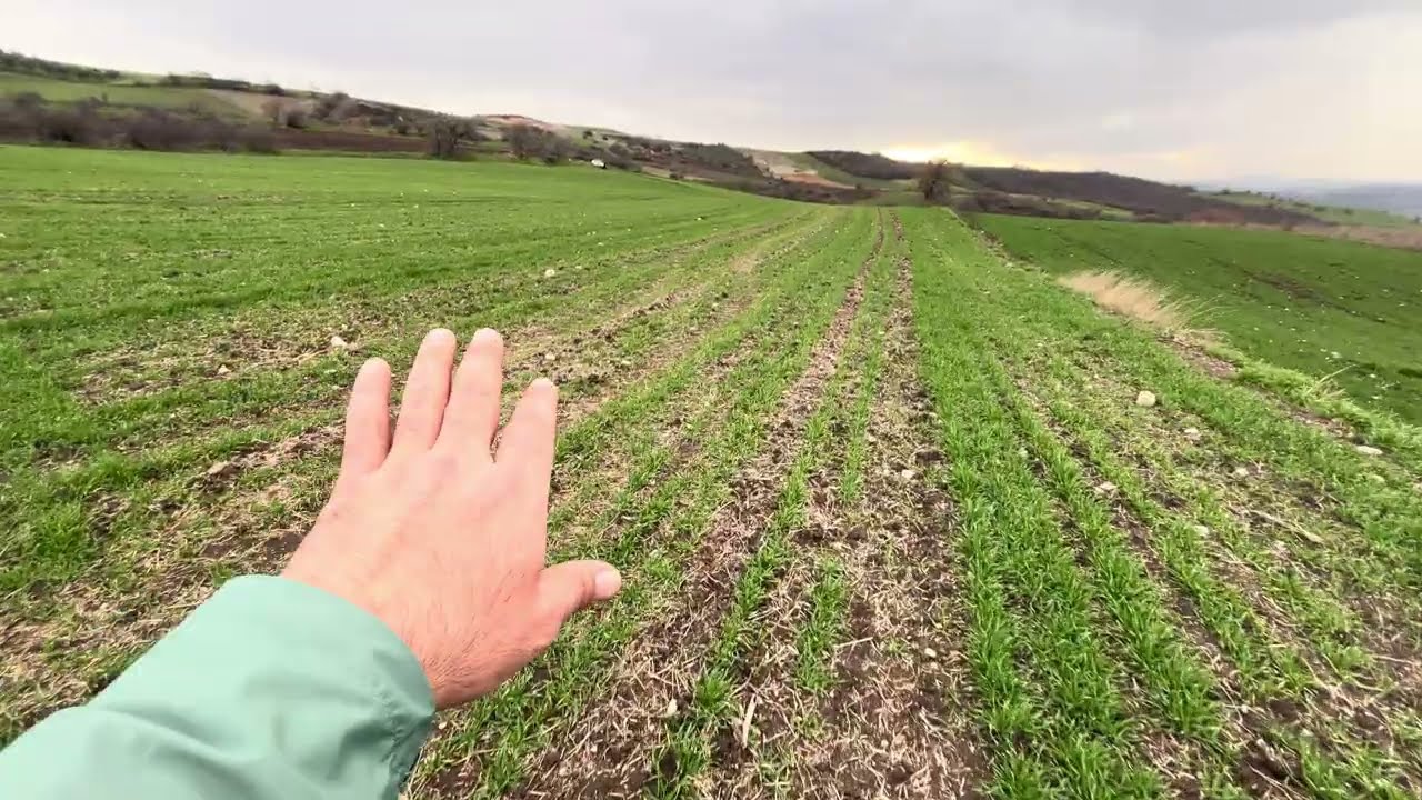 SATILIK 12 DÖNÜM FULL DENİZ MANZARALI FİYAT 3.600 bin 0506 948 62 45