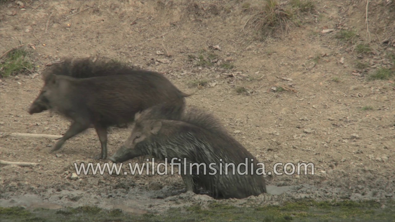 mpblures wild boar SR④ Wild Boar adapted to life in the Sundarbans mangroves - YouTube
