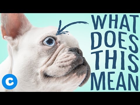 Video: Kas jums jāzina par Jūsu suņa trešo acu plakstiņu