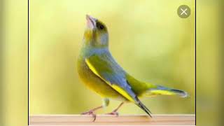 تغريد لصيد طائر الخضري مجرب و ناجح %100