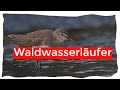 Waldwasserläufer auf Nahrungssuche im Schlamm