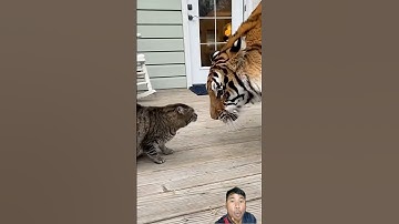 OMG😱😱#funny #horsetrack #animals #horse #monkey #cat #tiger #shorts