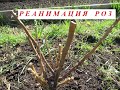 Розы спасаю водкой. Один из способов реанимировать розы после зимы.