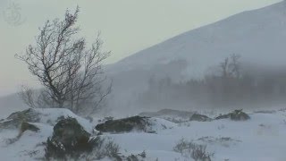 💨 Winter Landscape in the Highlands of Norway with Cold Blowing Storm Sounds for Many Restful Hours