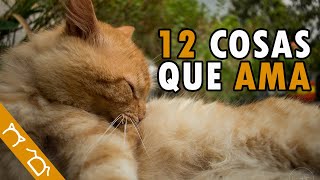 12 Cosas Que MÁS LE GUSTAN A Los GATOS | Cosas Que Los Gatos Aman