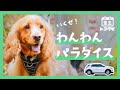 【金土トヨタビ】ライズ編