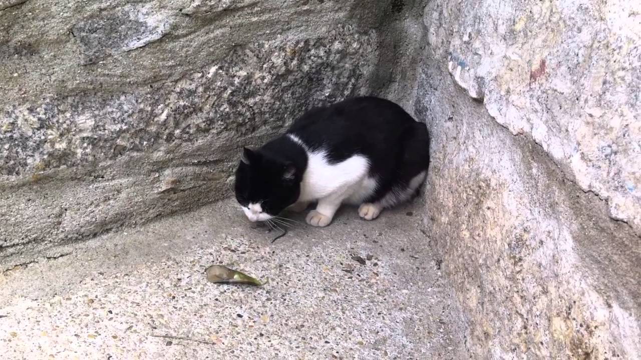 Cute cat eats mouse after playing with it. A Tobias em Ação ) YouTube