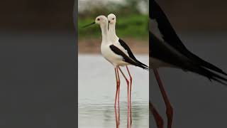 Amazing Bird Part18/Black-winged Stilt #birds #wildlife #nature #shortvideo