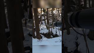 Two Shot Two Perfect Kill Unforgettable Deer Hunt#hunting #deerhunt #harehunting #hunt #huntgear