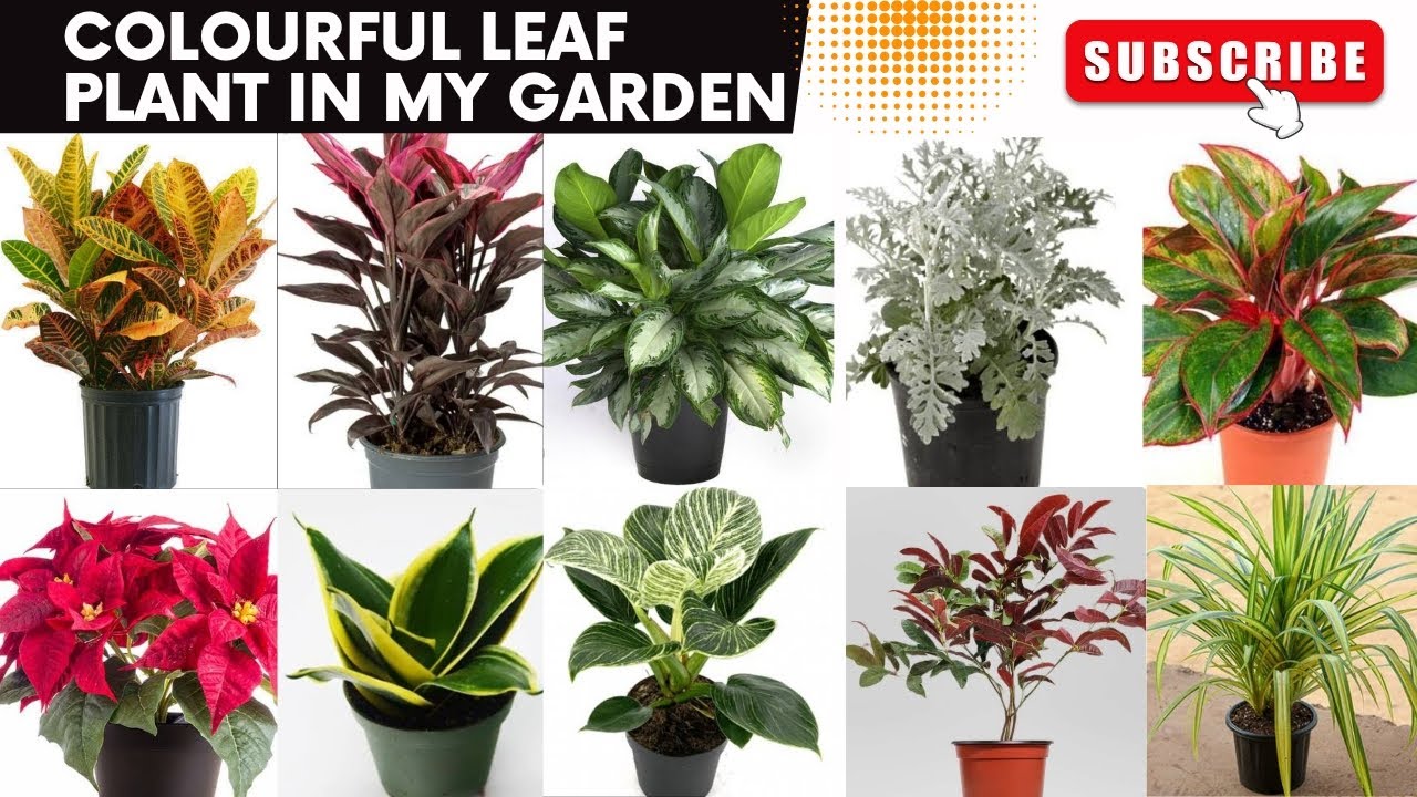 Colourful leaf plant for Feb & March month/permanent indoor outdoor plant for Feb & march ...