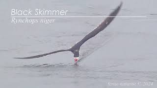 Black skimmer nails it!