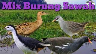 Suara pikat burung Sawah/rawa/air malam untuk jaring gantung malam.