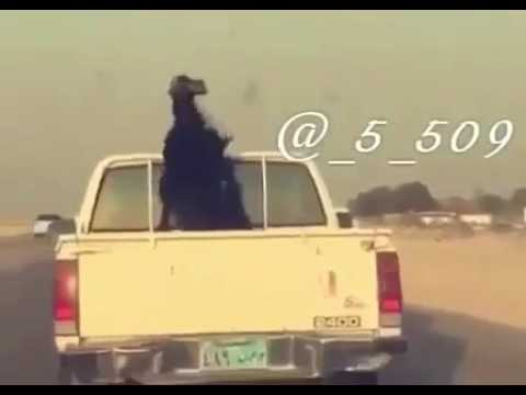 ابي اتونس دامني فوقها حي