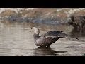 American black duck