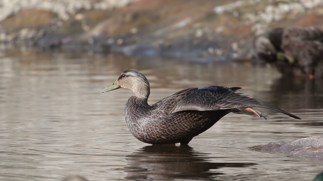 American Black Duckling